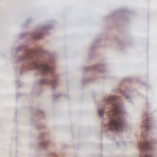 Dream Sequence |