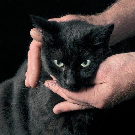 PETER KERNEL - White Death, Black Heart |
