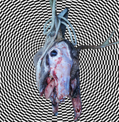 Feral King / Lonely Ghost Parade (VINYL 7") | Mint (M) Mint (M) - PUNK *NEW*