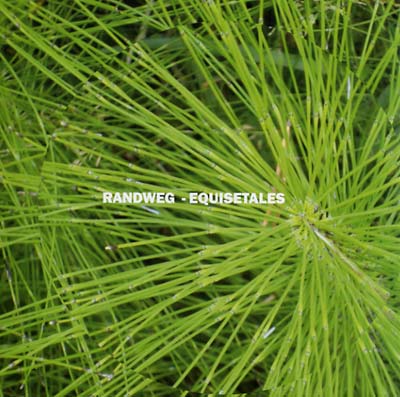 Equisetales |