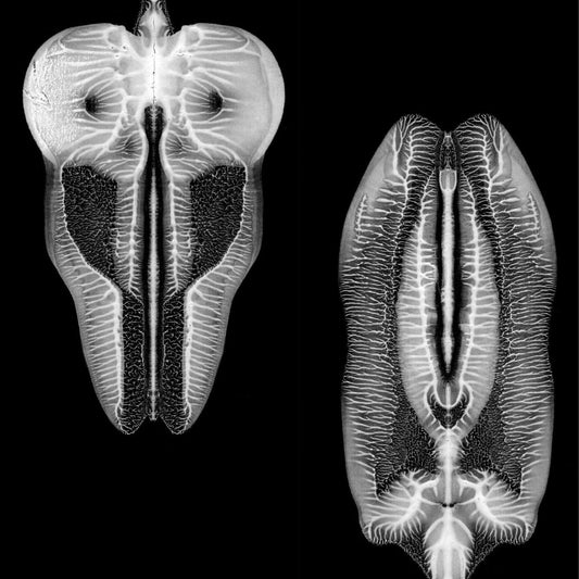 Skull Defekts, The - Dances in Dreams of the Known Unknown (Vinyl) | Mint (M) Mint (M) - ROCK *NEW*