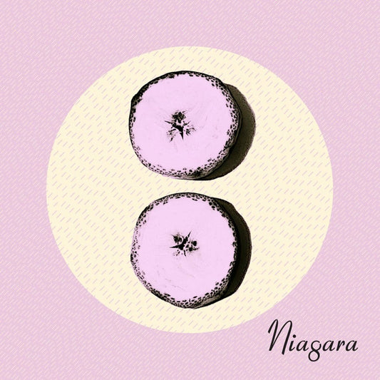 Niagara - Otto (CD) | - ROCK *NEW*
