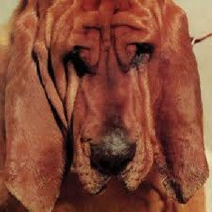 Segall, Ty - Goodbye Bread (CD) | Mint Mint - ROCK *NEW*