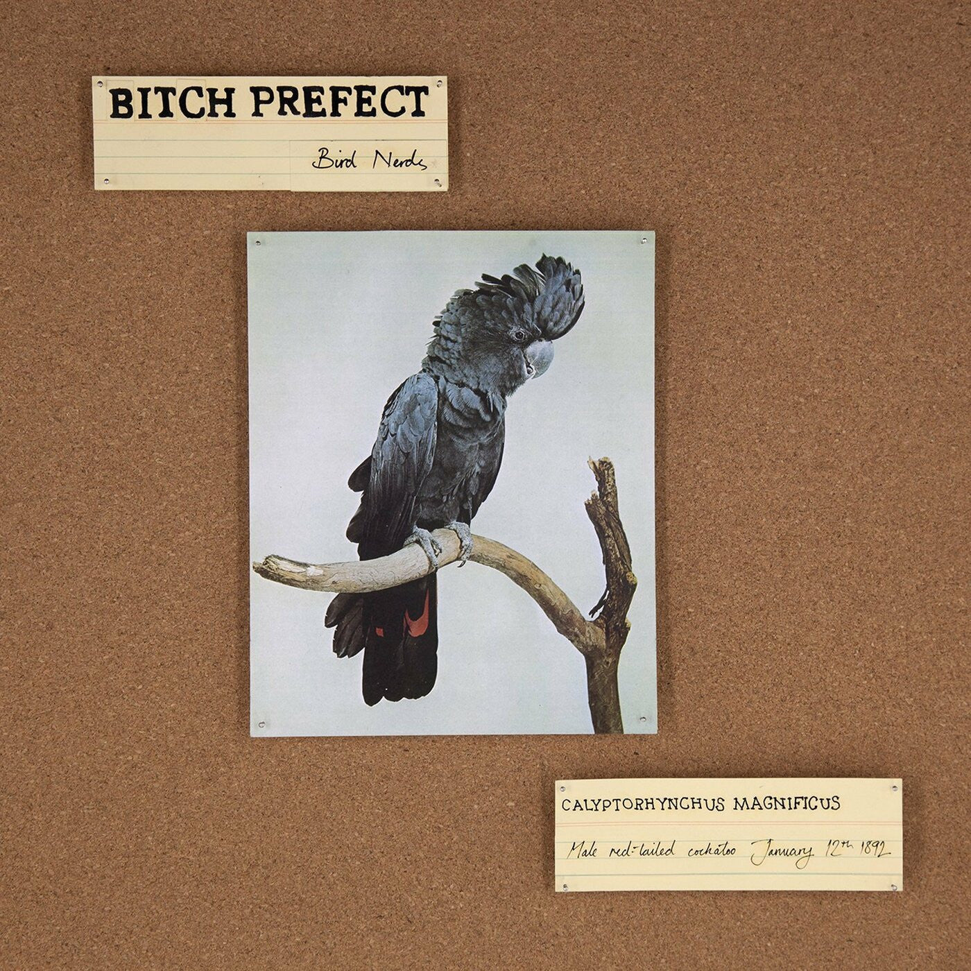 Bitch Prefect - Bird Nerds (CD) | - ROCK *NEW*