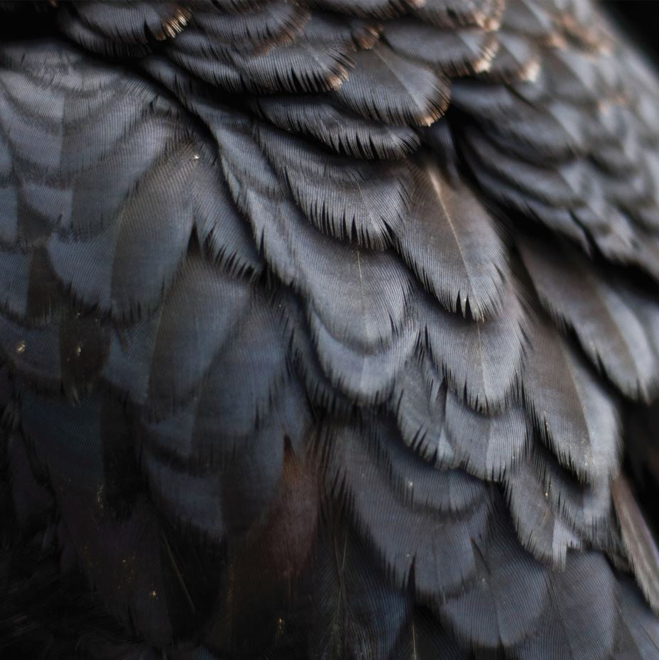 Ex People - Bird | - ROCK *NEW*