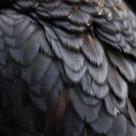 Ex People - Bird | - ROCK *NEW*
