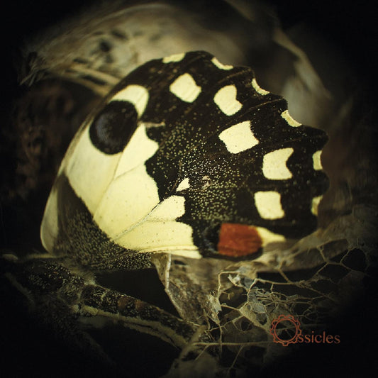 Ossicles - Music For Wastelands (CD) | - ROCK *NEW*