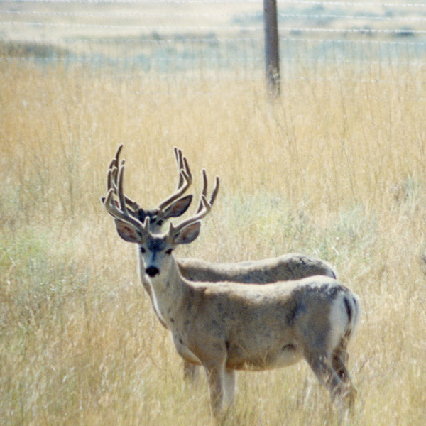 First / Dew, The Hikuioto Selection |