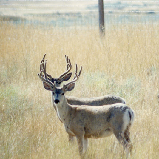 First / Dew, The Hikuioto Selection |