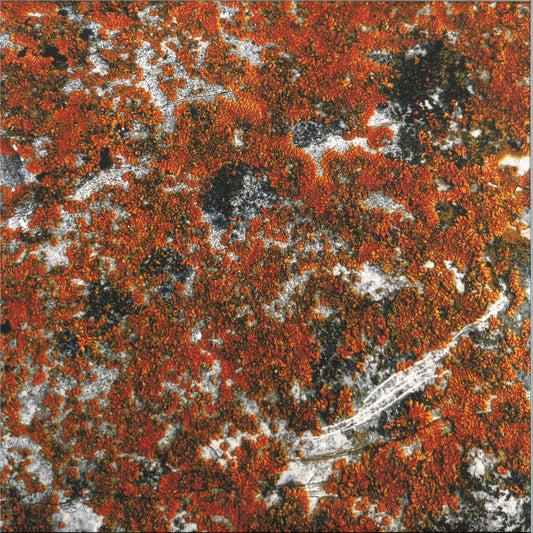 Border One - Spectral Tension (VINYL 12" Token Records TOKEN141) | NEW Mint (M) Mint (M) - TECHNO *NEW*
