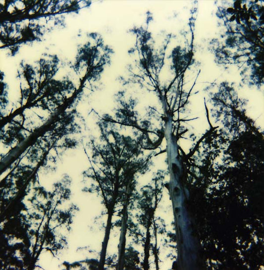 THE FRIGHTENING LIGHTS - The Frightening Lights |