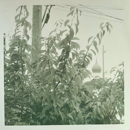 Uncommon Weather | Mint (M) Mint (M) - ALT/INDIE *SEALED/COLOR*