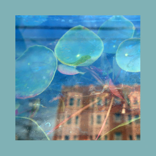 Acknowledge Kindness (Indie Exclusive, Subconscious Window Pane Vinyl) |