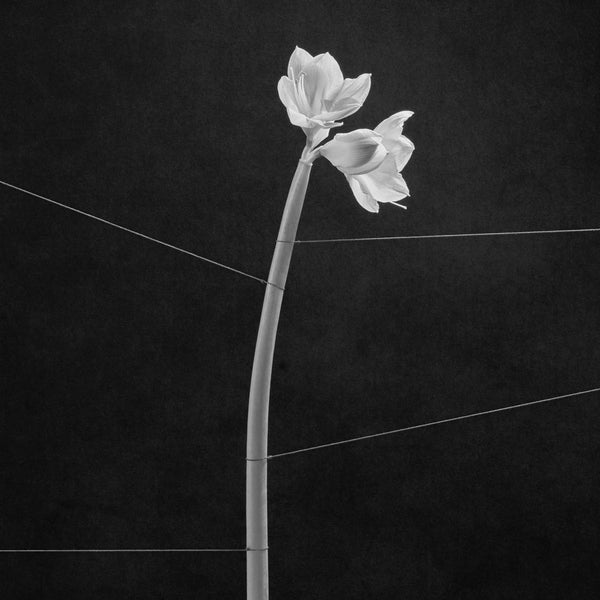 Dreamweaver |