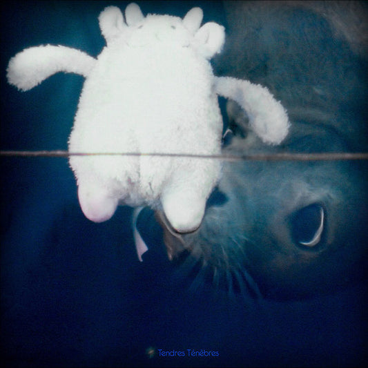 Va - Tendres Tenebres |