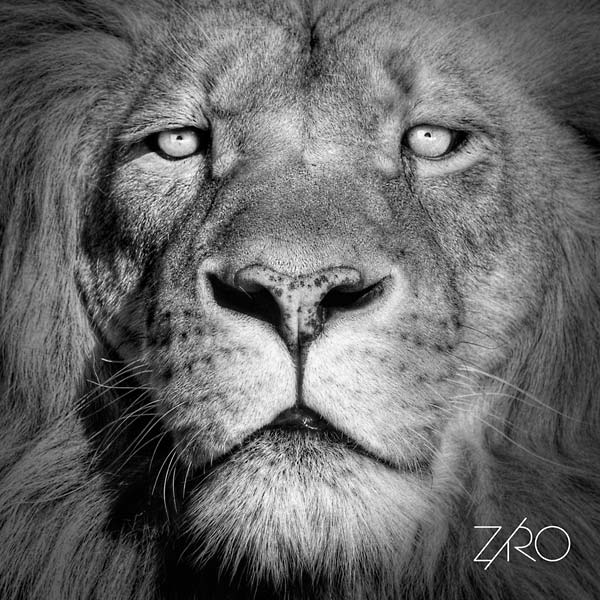 ZIRO - Lionheart |